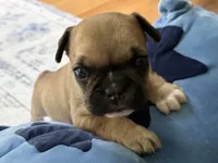 AKC Oakley, a male French Bulldog for sale in Ashburnham, MA – 2 of 9