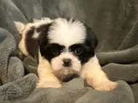 Hamilton , a male Shih Tzu for sale in Ashburnham, MA – 2 of 4