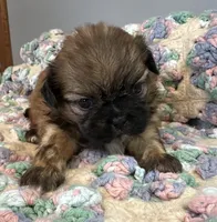 Jamie , a male Shih Tzu for sale in Ashburnham, MA – 3 of 6