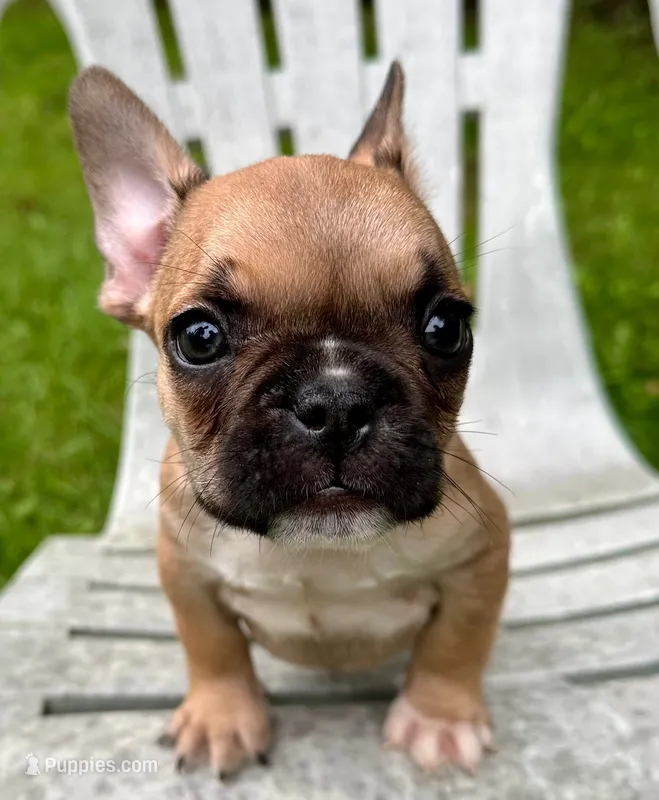 AKC Oakley – French Bulldog puppy for sale in Ashburnham, MA