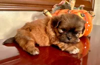 Mr. Teddy Bear, a male Shih Tzu for sale in Ashburnham, MA – 4 of 4