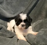 Lake, a female Shih Tzu for sale in Ashburnham, MA – 3 of 5