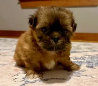 Mr. Teddy Bear, a male Shih Tzu for sale in Ashburnham, MA – 2 of 4