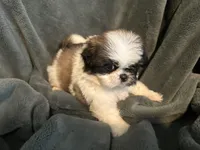 Hero, a male Shih Tzu for sale in Ashburnham, MA – 3 of 6