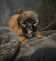 Bree, a female Shih Tzu for sale in Ashburnham, MA – 5 of 6