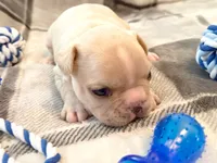 Truffle, a female French Bulldog for sale in Ashburnham, MA – 5 of 6