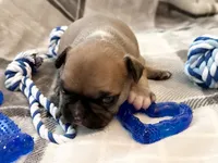 Oakley, a male French Bulldog for sale in Ashburnham, MA – 9 of 9