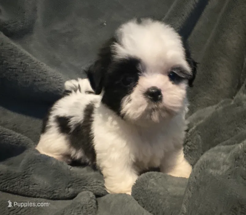 Coco – Shih Tzu puppy for sale in Ashburnham, MA