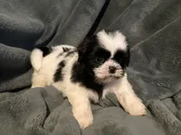 Benny, a male Shih Tzu for sale in Ashburnham, MA – 3 of 6