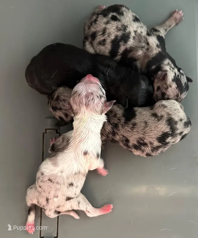 Minnie, a female Chihuahua for sale in Ashburnham, MA – Photo 1 of 3