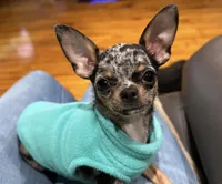 Minnie, a female Chihuahua for sale in Ashburnham, MA – Photo 2 of 3