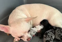 Minnie, a female Chihuahua for sale in Ashburnham, MA – Photo 3 of 3