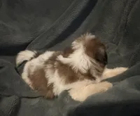 Lilo, a female Shih Tzu for sale in Ashburnham, MA – 3 of 6