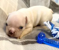 Cooper, a male French Bulldog for sale in Ashburnham, MA – 1 of 4