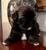 Ms. Licorice, a female Shih Tzu for sale in Ashburnham, MA – 3 of 5