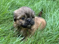 Jamie , a male Shih Tzu for sale in Ashburnham, MA – 2 of 6