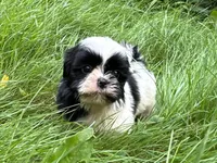 Lucy, a female Shih Tzu for sale in Ashburnham, MA – 4 of 6