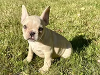 AKC Cooper, a male French Bulldog for sale in Ashburnham, MA – 4 of 7