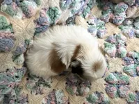 Clair, a female Shih Tzu for sale in Ashburnham, MA – 5 of 5