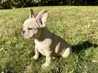 AKC Cooper, a male French Bulldog for sale in Ashburnham, MA – 6 of 7