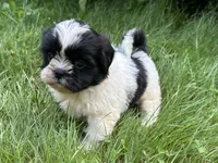 Benny, a male Shih Tzu for sale in Ashburnham, MA – 5 of 6