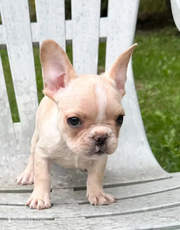 AKC Truffle – French Bulldog puppy for sale in Ashburnham, MA