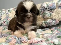 Jiffy, a male Shih Tzu for sale in Ashburnham, MA – 4 of 5