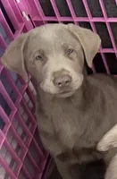 Hailey , a female Labrador Retriever for sale in Ashburnham, MA – Photo 2 of 2