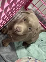 Happy, a female Labrador Retriever for sale in Ashburnham, MA – Photo 1 of 2