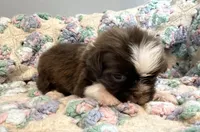 Jiffy, a male Shih Tzu for sale in Ashburnham, MA – 5 of 5