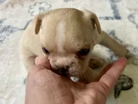 AKC Truffle, a female French Bulldog for sale in Ashburnham, MA – 3 of 9