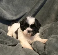 Lake, a female Shih Tzu for sale in Ashburnham, MA – 2 of 5
