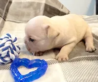 Cooper, a male French Bulldog for sale in Ashburnham, MA – 4 of 4