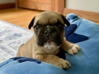 AKC Oakley, a male French Bulldog for sale in Ashburnham, MA – 8 of 9