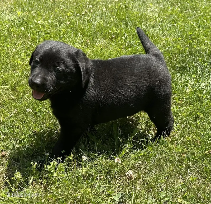 Phoebe  – Labrador Retriever puppy for sale in Ashburnham, MA