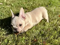 AKC Cooper, a male French Bulldog for sale in Ashburnham, MA – 7 of 7