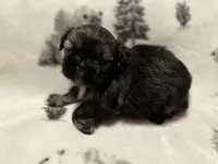 Sold-Bentley, a male Shih Tzu for sale in Ashburnham, MA – Photo 3 of 6