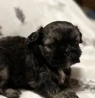 Sold-Bentley, a male Shih Tzu for sale in Ashburnham, MA – Photo 6 of 6