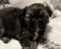 Sold-Bentley, a male Shih Tzu for sale in Ashburnham, MA – Photo 4 of 6