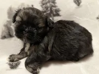 Sold-Bentley, a male Shih Tzu for sale in Ashburnham, MA – Photo 5 of 6