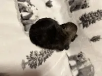 Sold-Bentley, a male Shih Tzu for sale in Ashburnham, MA – Photo 2 of 6