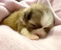 Ms. Latte tea cup, a female Shih Tzu for sale in Ashburnham, MA – 3 of 7