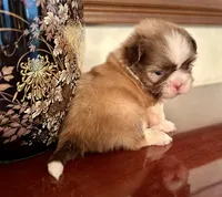 Ms. Latte tea cup, a female Shih Tzu for sale in Ashburnham, MA – 7 of 7