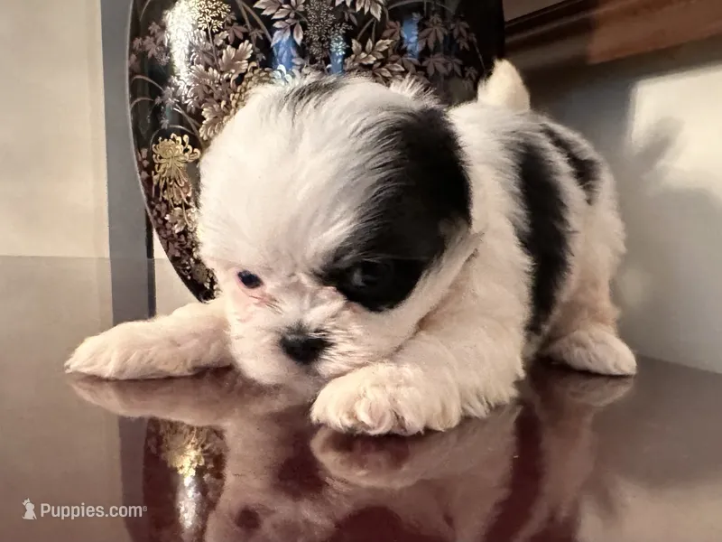 Mr.  Fletcher AKC  – Shih Tzu puppy for sale in Ashburnham, MA