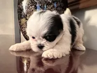 Mr.  Fletcher, a male Shih Tzu for sale in Ashburnham, MA – 5 of 6