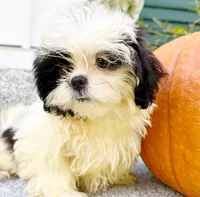 Coco , a female Shih Tzu for sale in Ashburnham, MA – 1 of 4