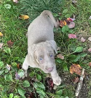 Ellie, a female Labrador Retriever for sale in Ashburnham, MA – 2 of 2