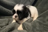 Benny, a male Shih Tzu for sale in Ashburnham, MA – 5 of 6