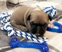 Oakley, a male French Bulldog for sale in Ashburnham, MA – 2 of 9