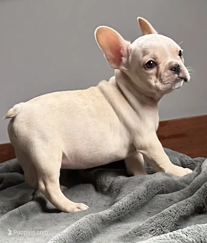 AKC Cooper – French Bulldog puppy for sale in Ashburnham, MA